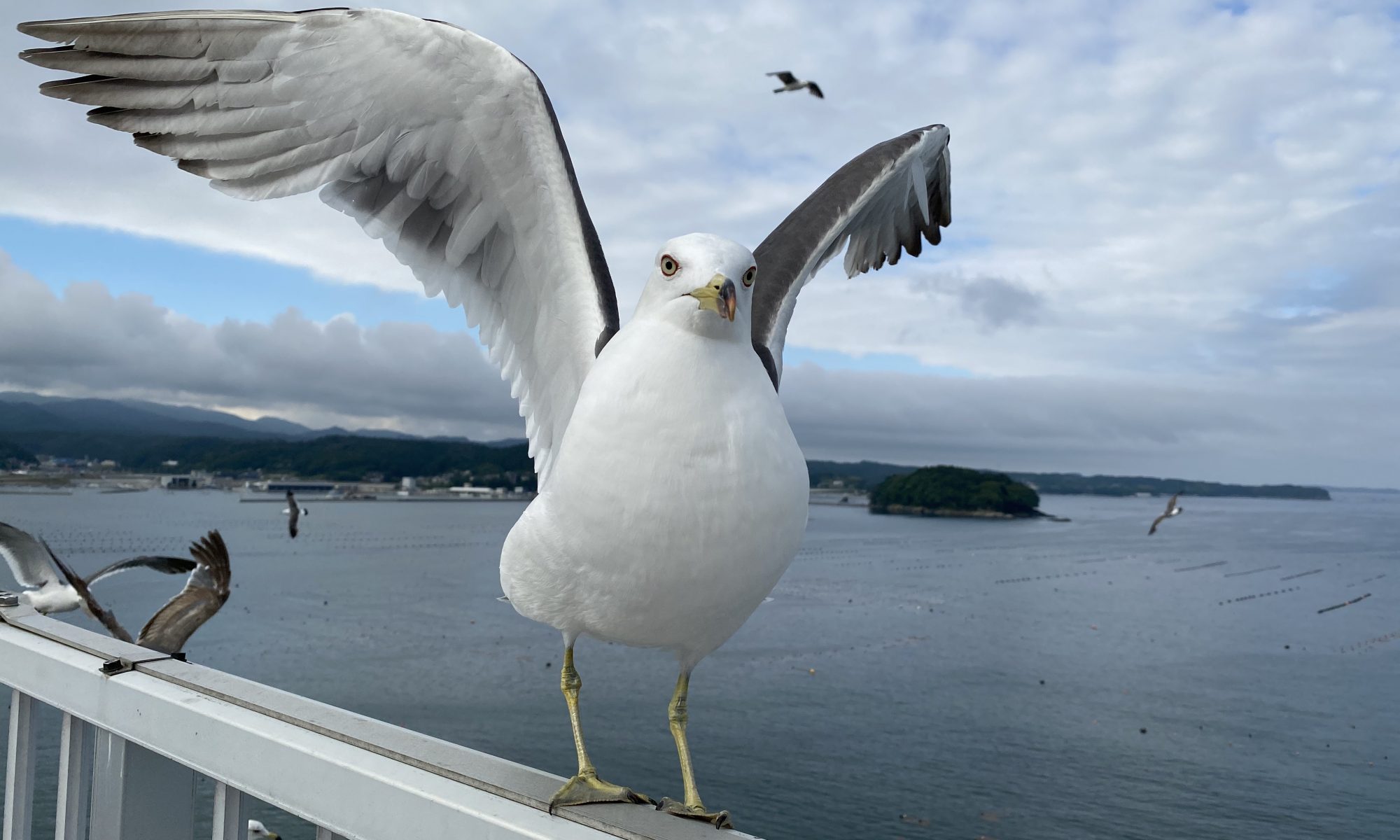 カモメ 南三陸ホテル観洋