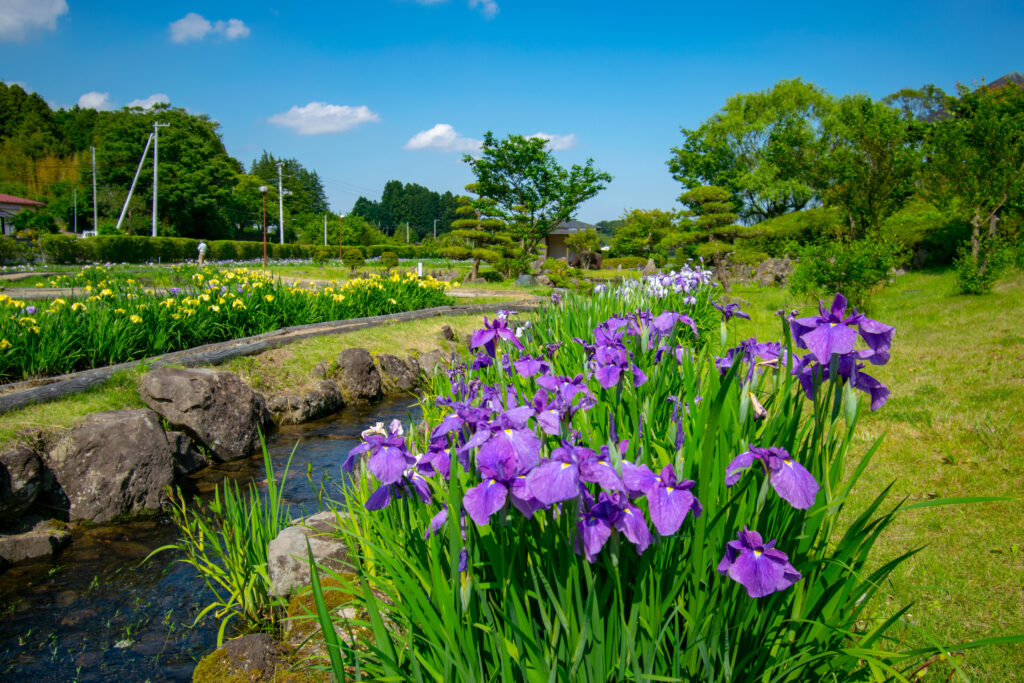 癒しの花空間へ♪