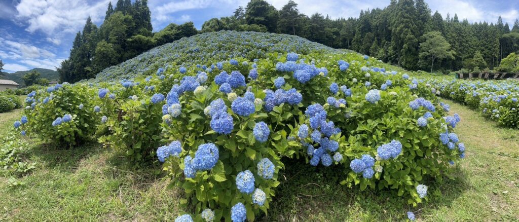 紫陽花の美°˖✧