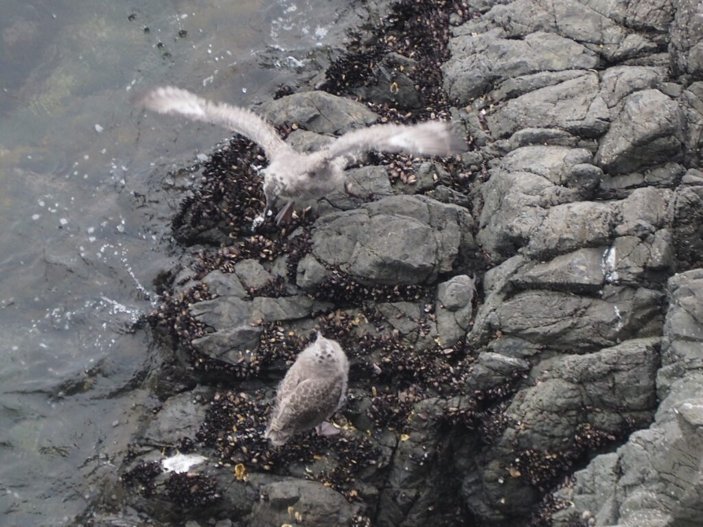 海の恵みが　育む命